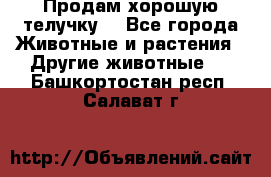 Продам хорошую телучку. - Все города Животные и растения » Другие животные   . Башкортостан респ.,Салават г.